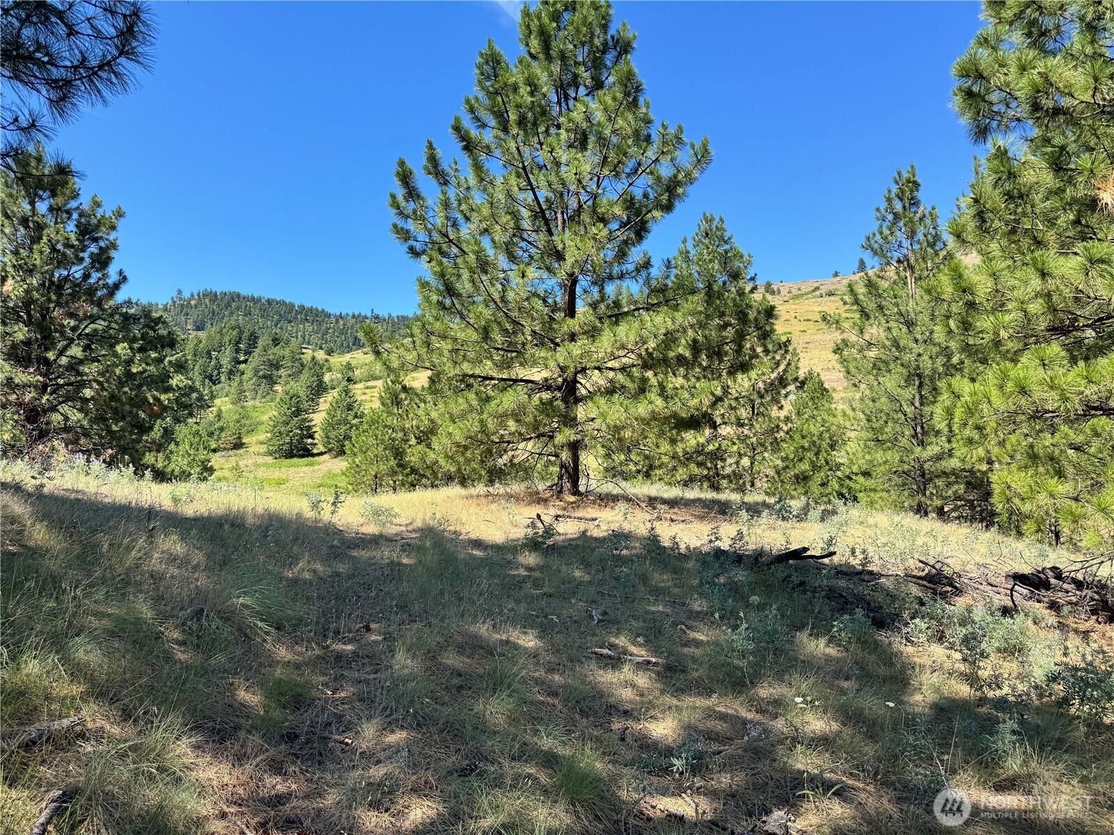 1 A Lundimow Meadows Road Curlew, WA 99118 - Photo 10 of 23 a view of a yard with a tree