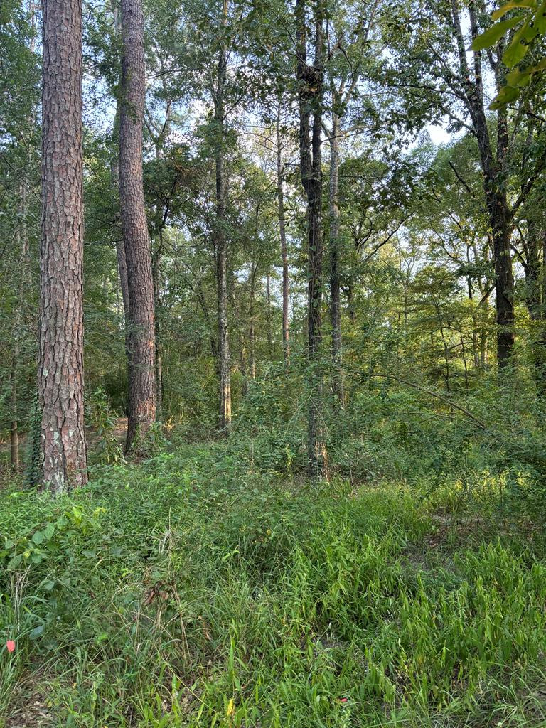 Tbd Bogue Chitto Road Southeast Bogue Chitto, MS 39629 - Photo 4 of 11 Photo 4