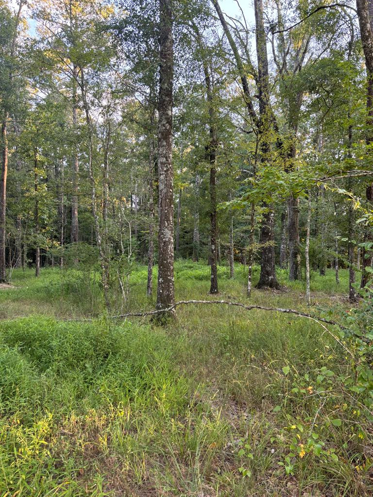 Tbd Bogue Chitto Road Southeast Bogue Chitto, MS 39629 - Photo 5 of 11 Photo 5