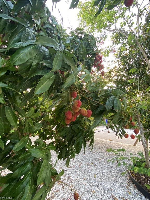 778 5th Avenue North Naples, FL 34102 - Photo 23 of 23 a backyard of a house with lots of green space