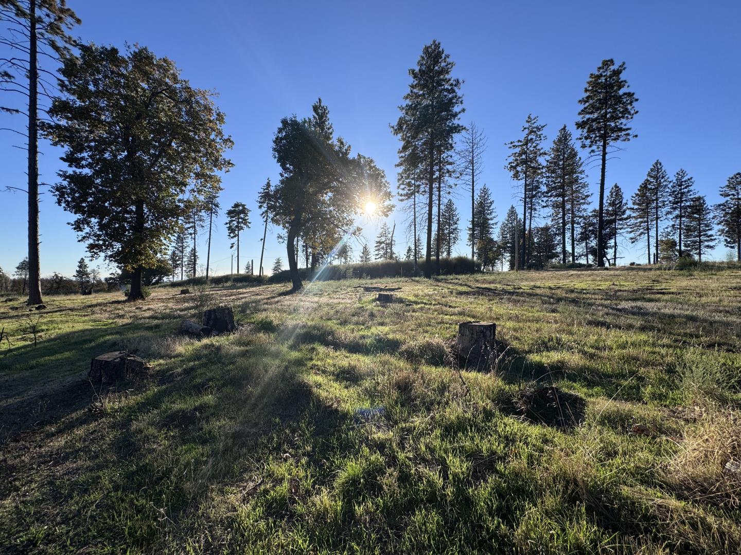 12168 Granite Ridge Road Oroville, CA 95965 - Photo 5 of 34 a view of a yard with a tree