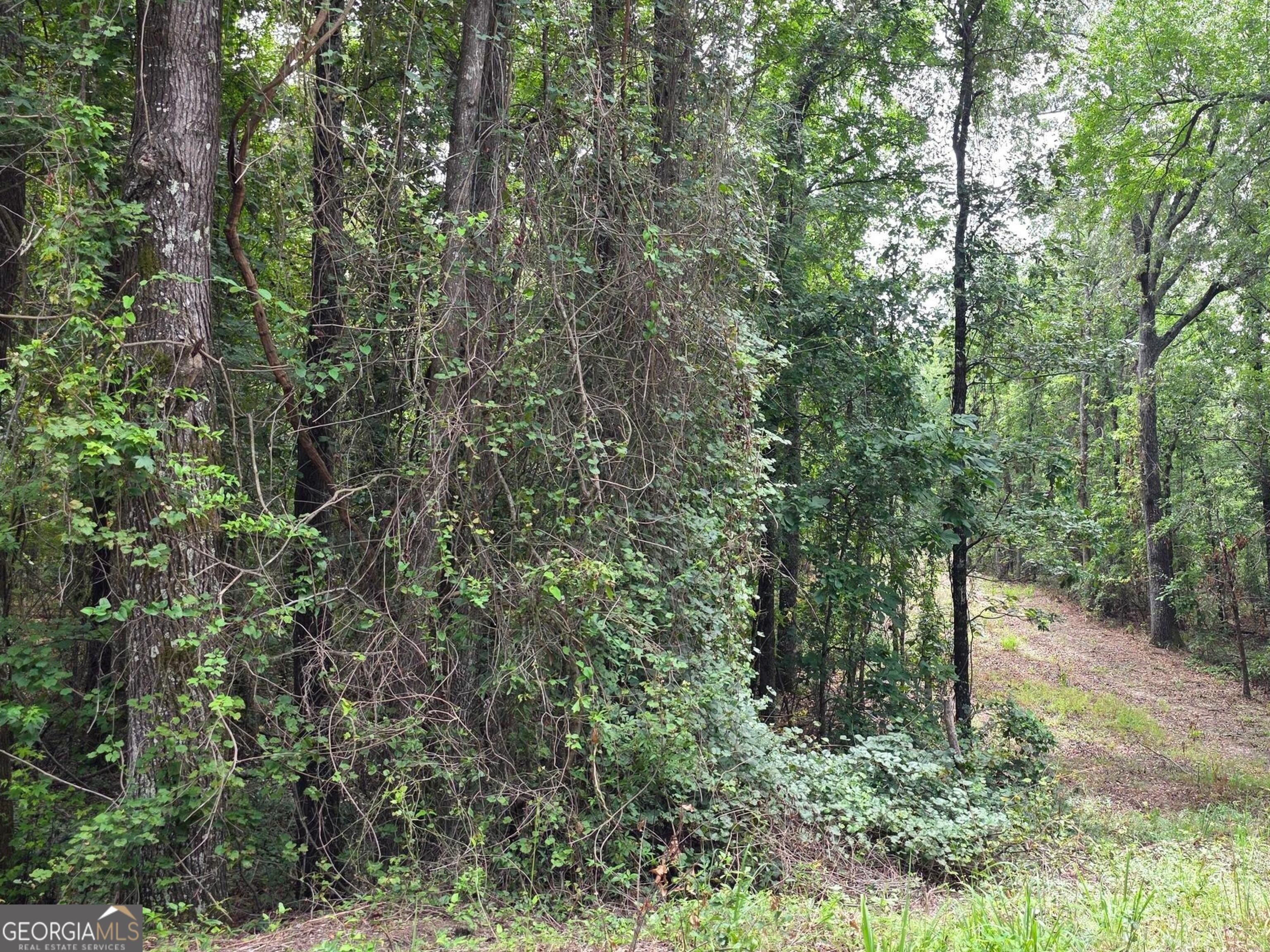 456 Horseshoe Circle Macon, GA 31217 - Photo 12 of 34 a view of a forest with trees in the background