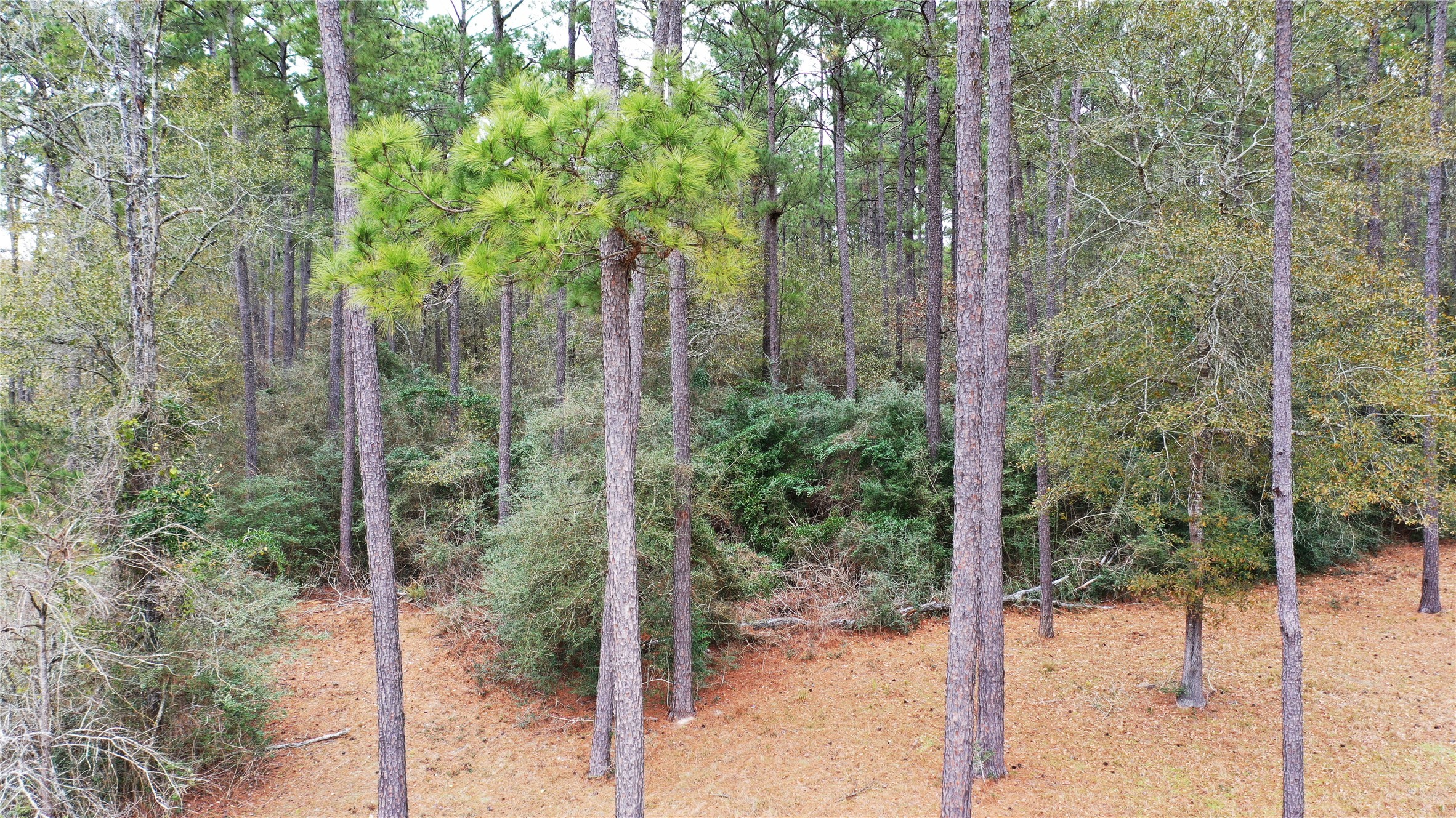 Tbd Lone Star Road Navasota, TX 77868 - Photo 11 of 22 a view of a forest
