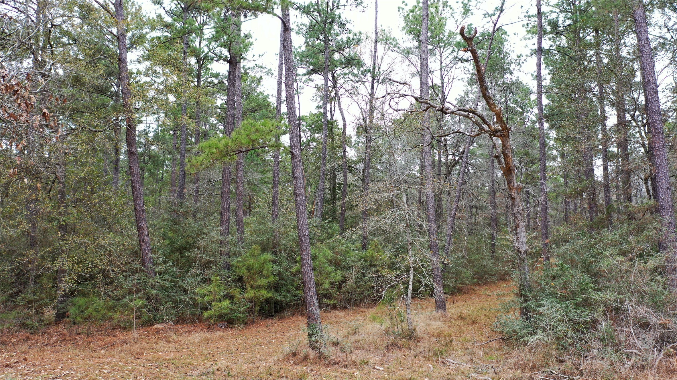 Tbd Lone Star Road Navasota, TX 77868 - Photo 12 of 22 a view of a forest with trees in the background