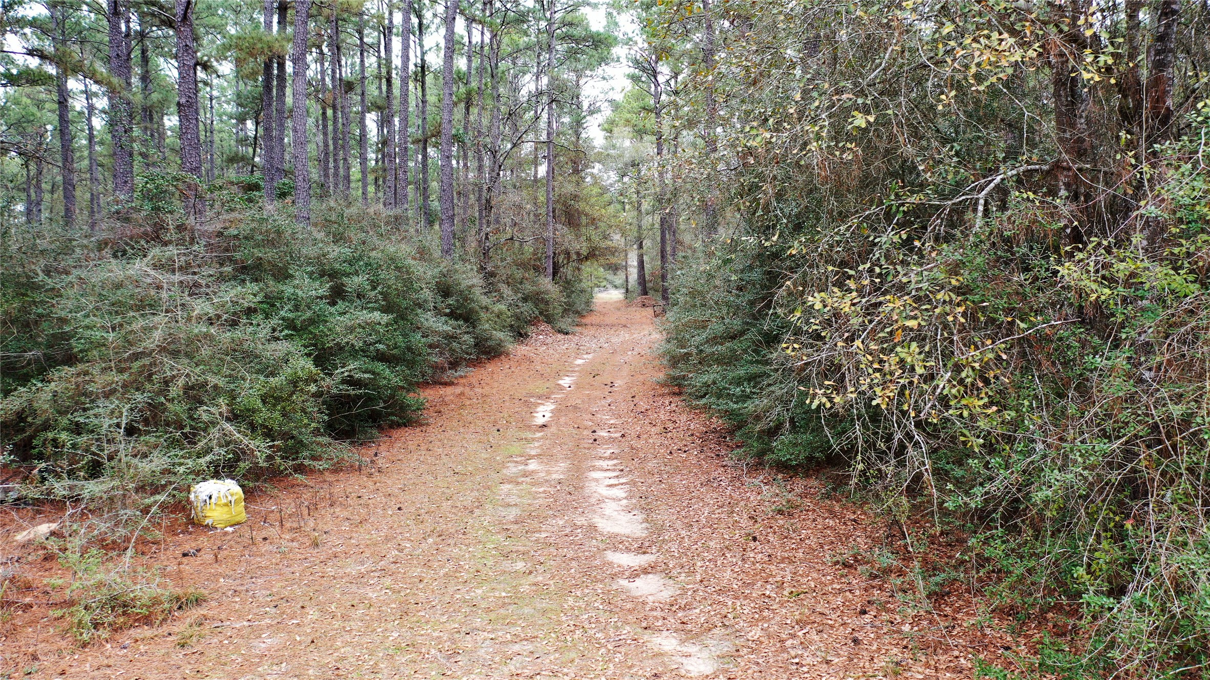 Tbd Lone Star Road Navasota, TX 77868 - Photo 13 of 22 a view of a backyard with large trees