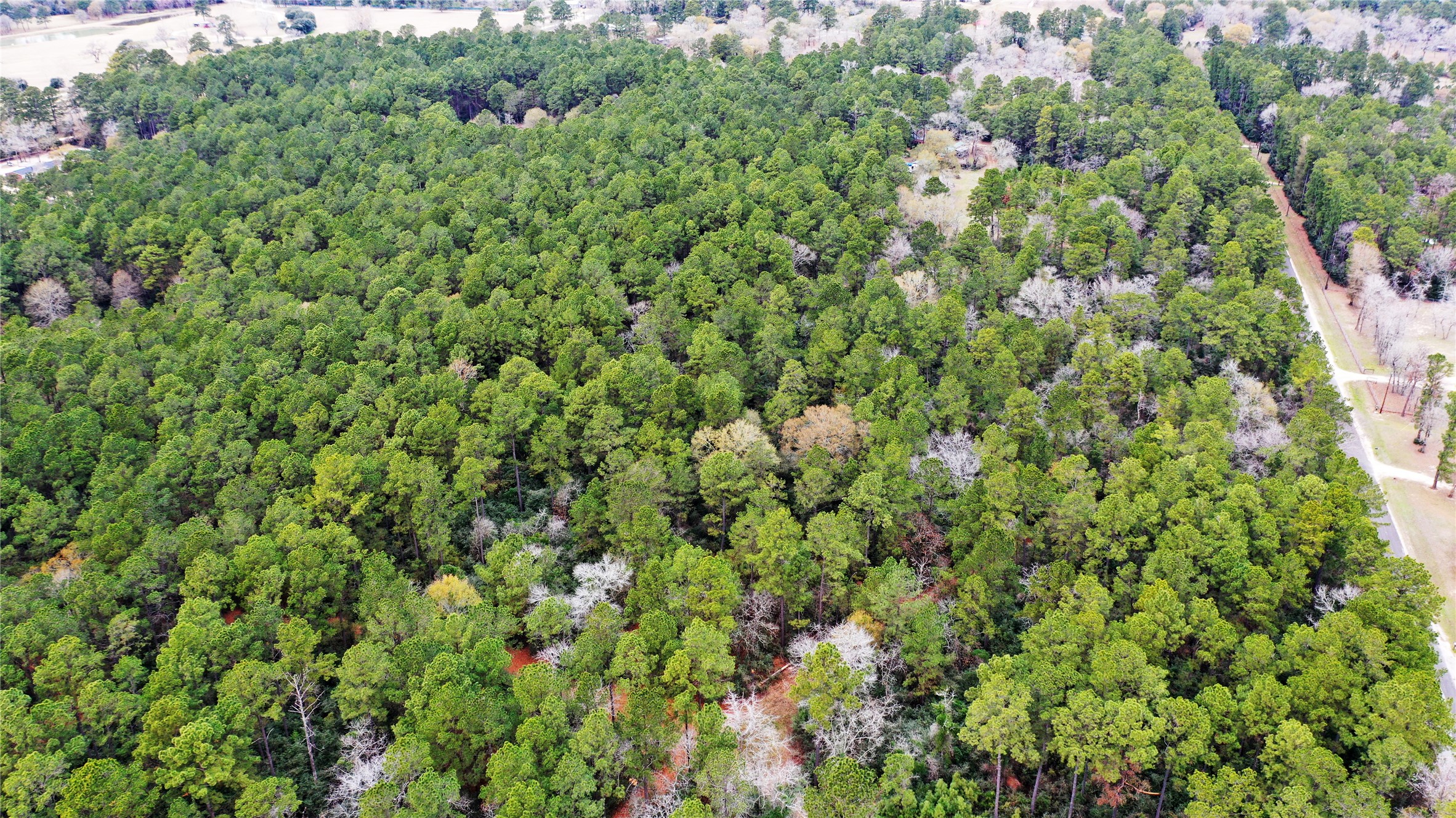 Tbd Lone Star Road Navasota, TX 77868 - Photo 19 of 22 a view of a lush green forest with a building in the background
