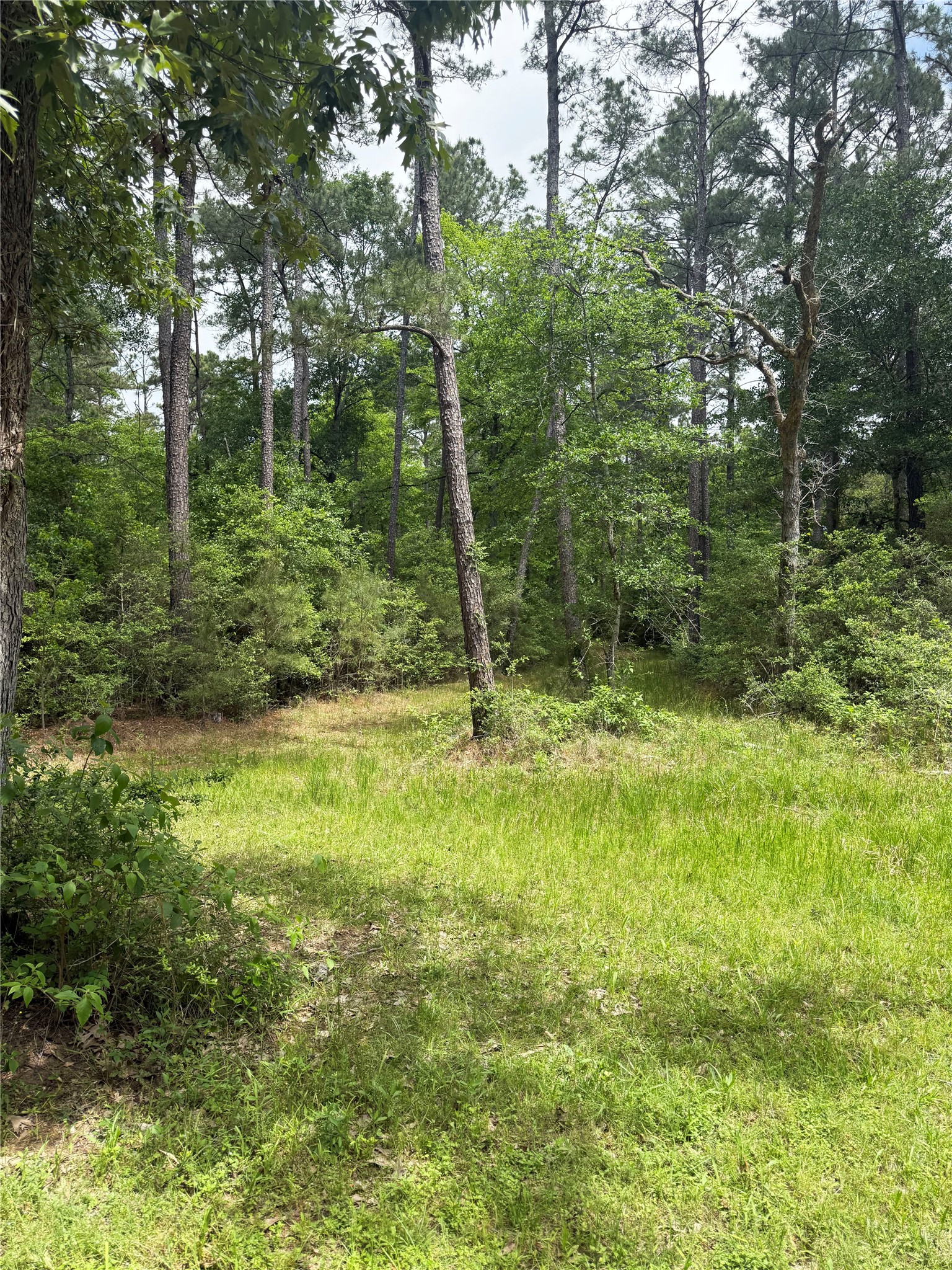 Tbd Lone Star Road Navasota, TX 77868 - Photo 5 of 22 a view of outdoor space and green space