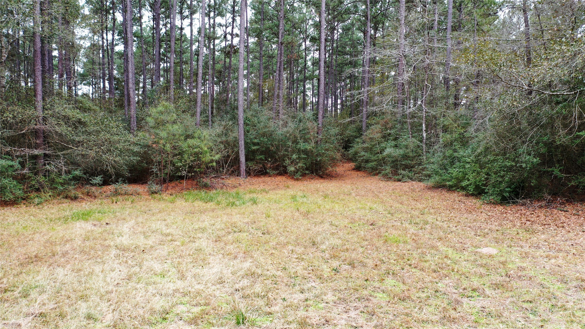Tbd Lone Star Road Navasota, TX 77868 - Photo 7 of 22 a view of a yard with trees