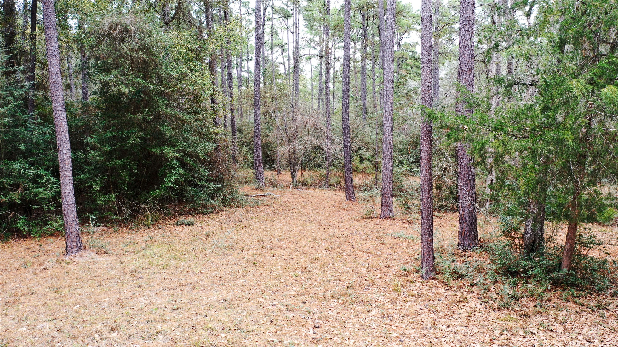 Tbd Lone Star Road Navasota, TX 77868 - Photo 8 of 22 a view of a forest with trees