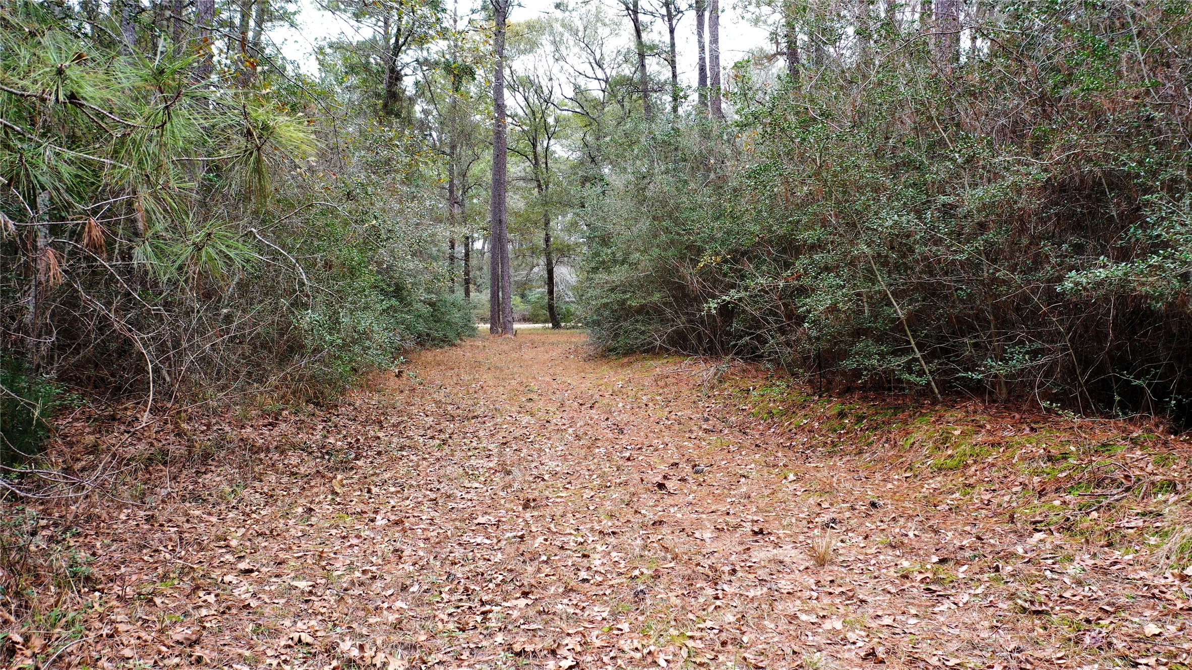 Tbd Lone Star Road Navasota, TX 77868 - Photo 9 of 22 a view of a forest with trees in the background
