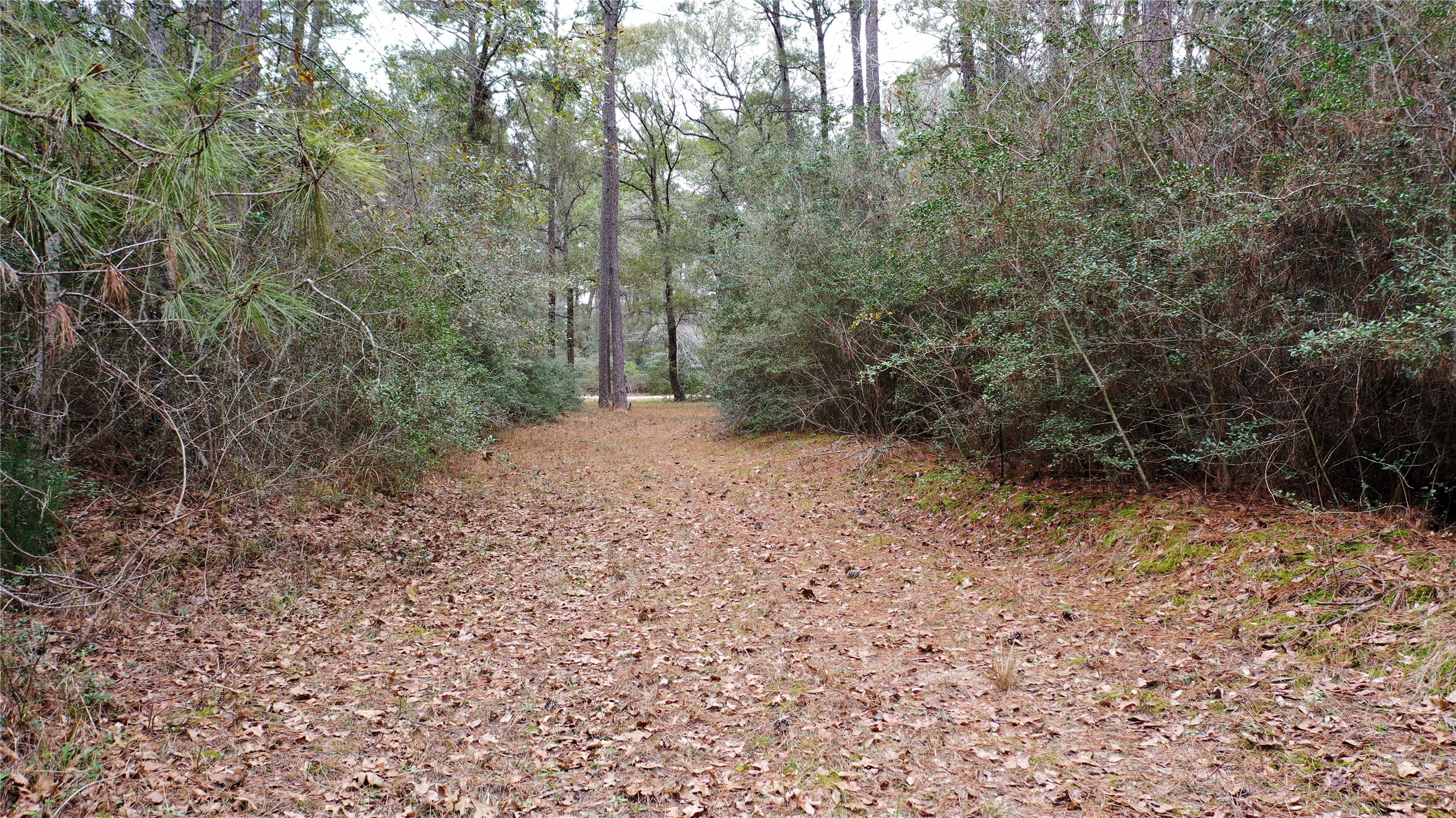 Tbd Lone Star Road Navasota, TX 77868 - Photo 10 of 22 a view of a forest with trees in the background