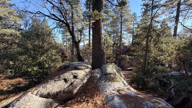 a view of a yard with plants
