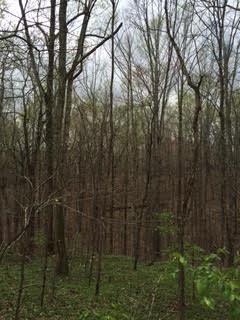 0 Gourley Road Pegram, TN 37143 - Photo 4 of 4 Gallery Image 4