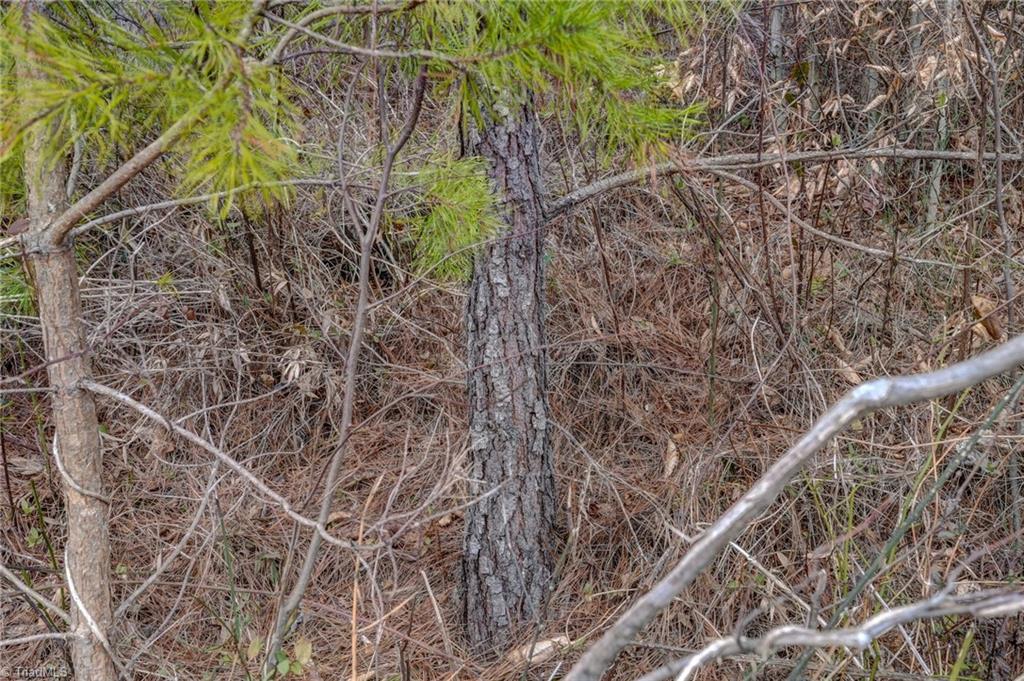 0 Lick Fork Creek Road Ruffin, NC 27326 - Photo 30 of 32