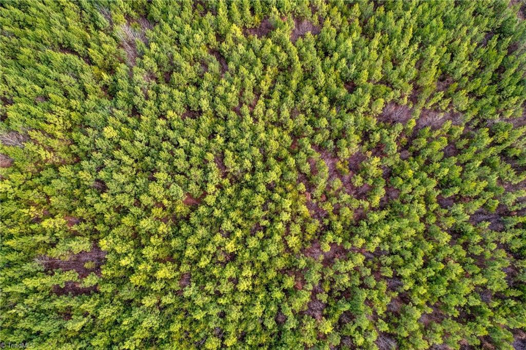 0 Lick Fork Creek Road Ruffin, NC 27326 - Photo 7 of 32