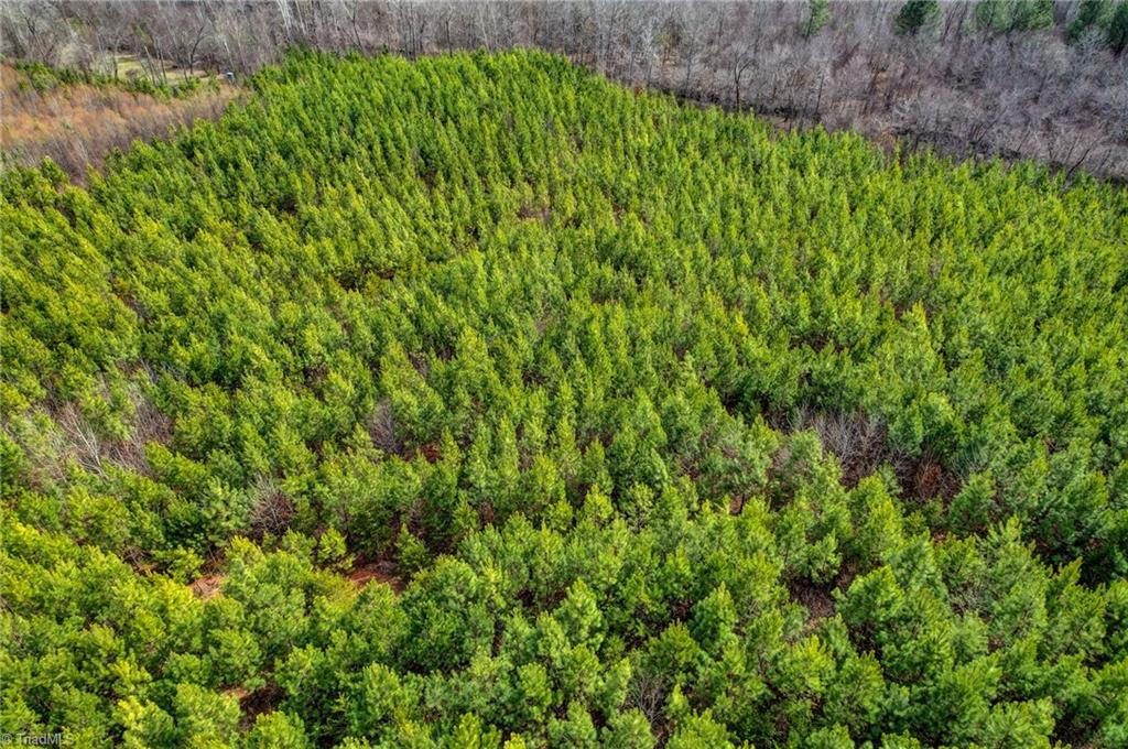 0 Lick Fork Creek Road Ruffin, NC 27326 - Photo 8 of 32