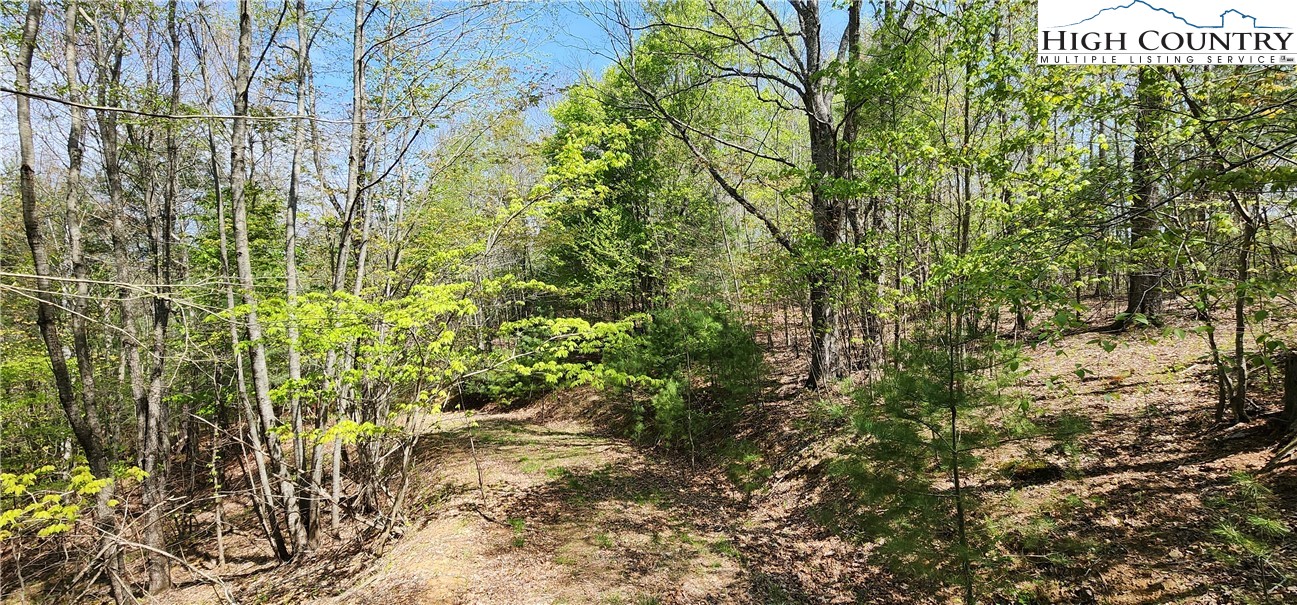 Howell Road Lansing, NC 28643 - Photo 5 of 11 a view of a yard with plants and tree