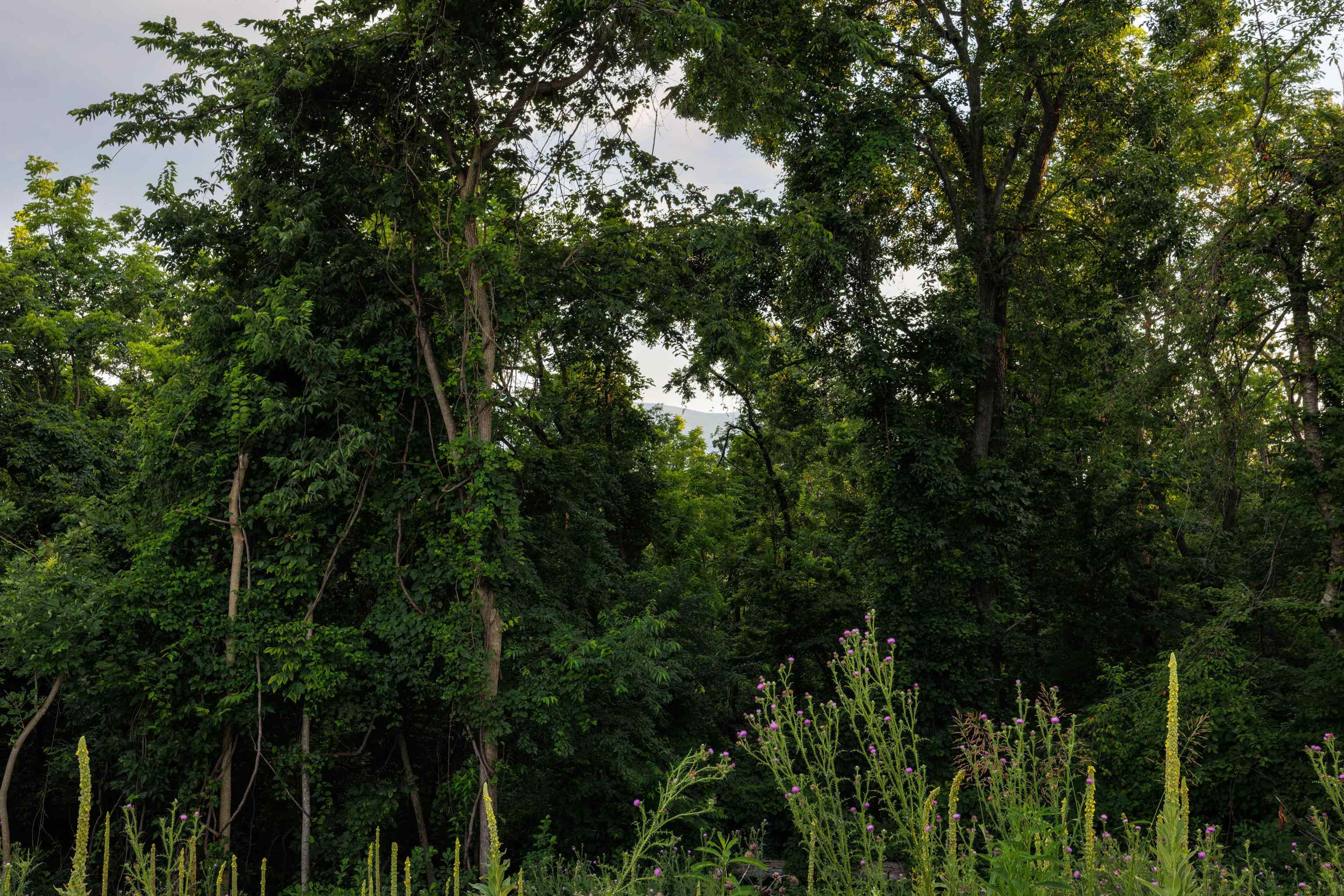 0 Stuarts Draft Highway Stuarts Draft, VA 24477 - Photo 10 of 18 a view of a yard with a tree