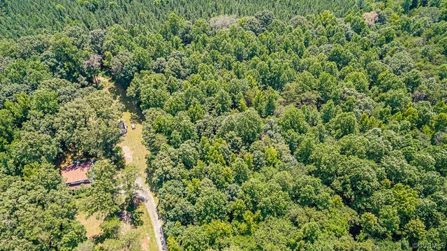 a view of a lush green forest