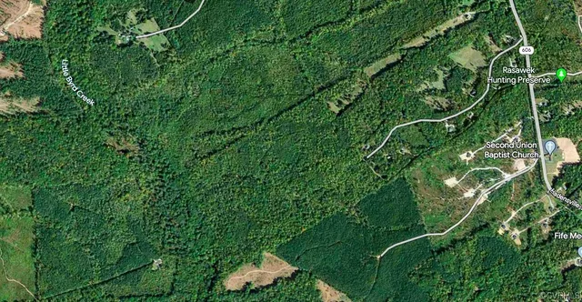 a view of a lush green forest with a tree