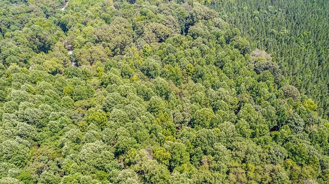 a view of a lush green forest with trees and some houses