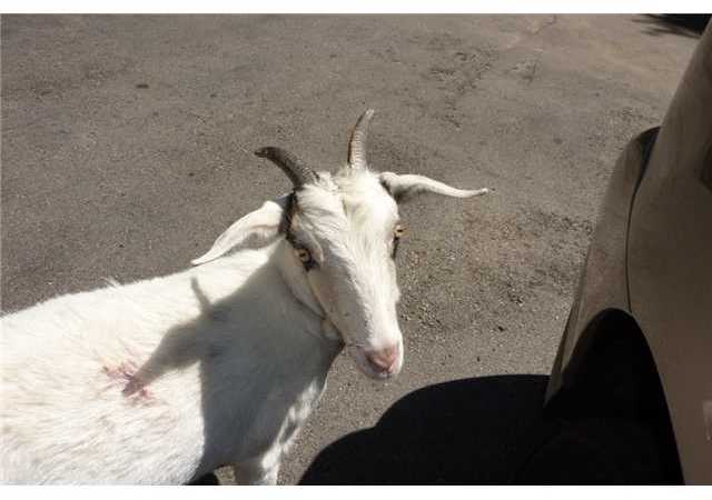 28791 Lebanon Road Pine Valley, CA 91962 - Photo 13 of 13 Gwenny the goat