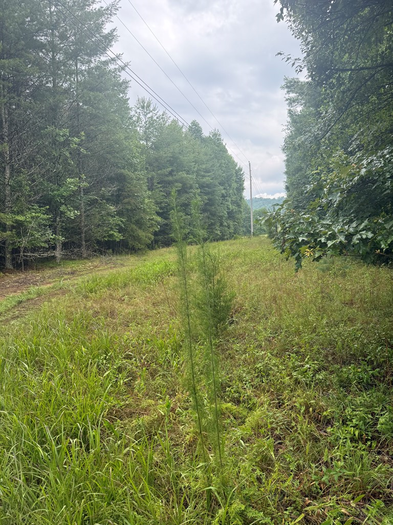 Tbd Pine Log Church Road Brasstown, NC 28902 - Photo 20 of 24