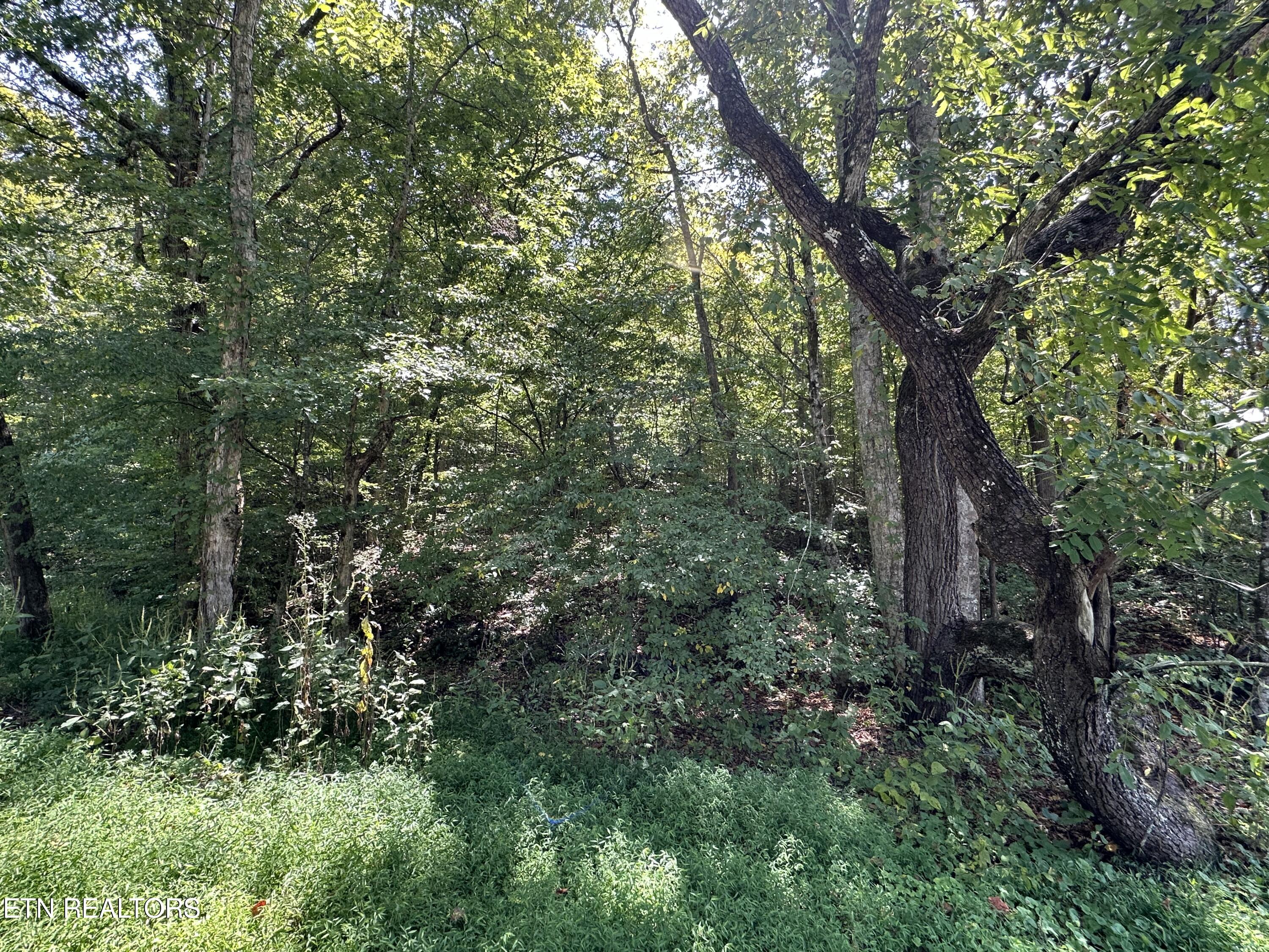 Low Gap Road La Follette, TN 37766 - Photo 2 of 6 IMG_5001