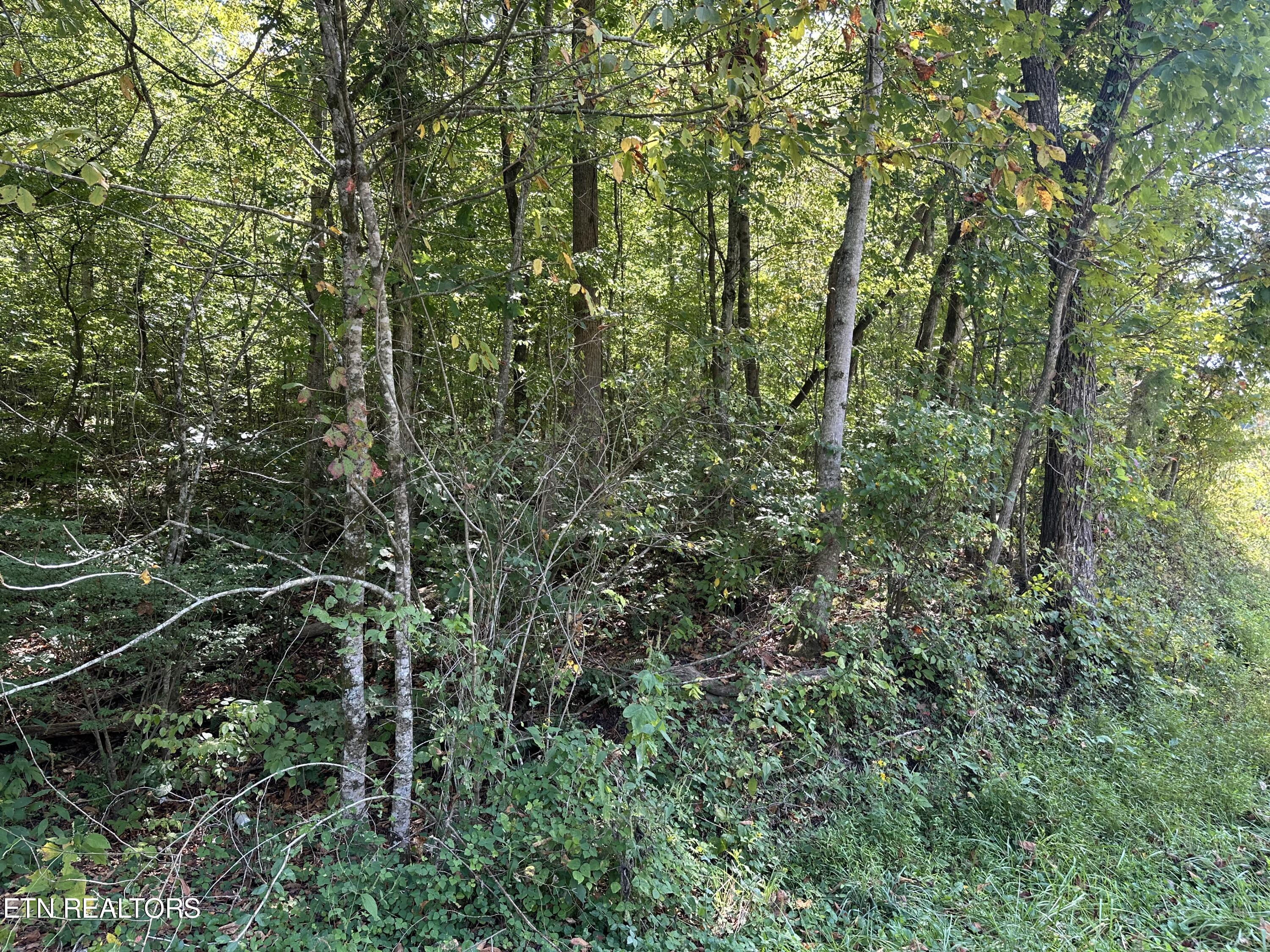 Low Gap Road La Follette, TN 37766 - Photo 3 of 6 IMG_5003