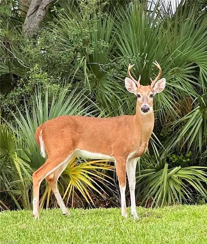 a view of a backyard