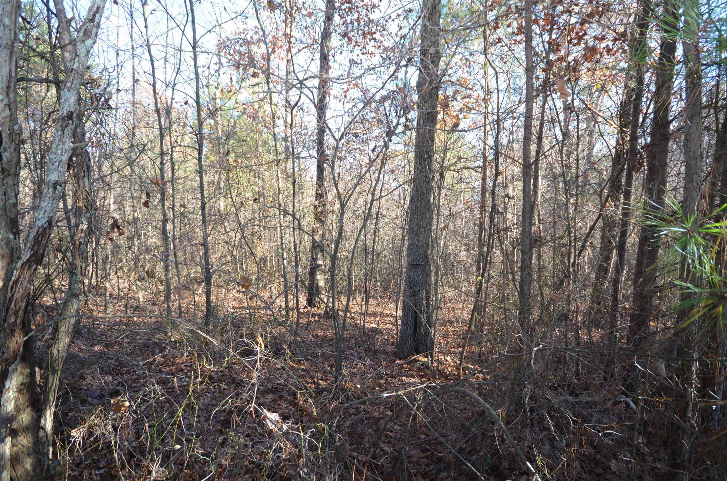 0 Hampton Road Altamont, TN 37301 - Photo 1 of 9 Gallery Image 1
