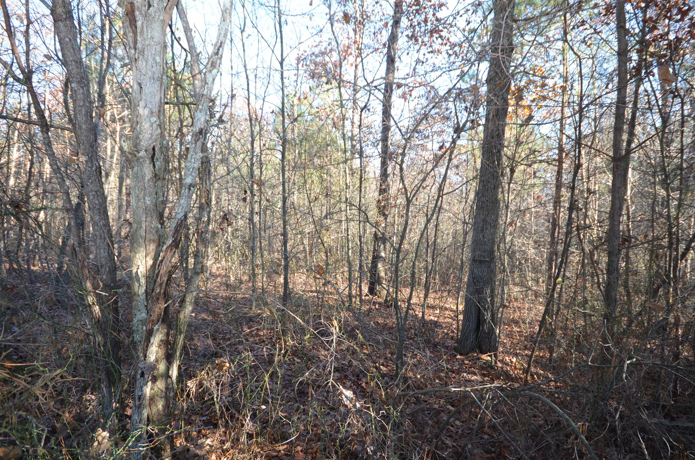 0 Hampton Road Altamont, TN 37301 - Photo 6 of 9 Gallery Image 6