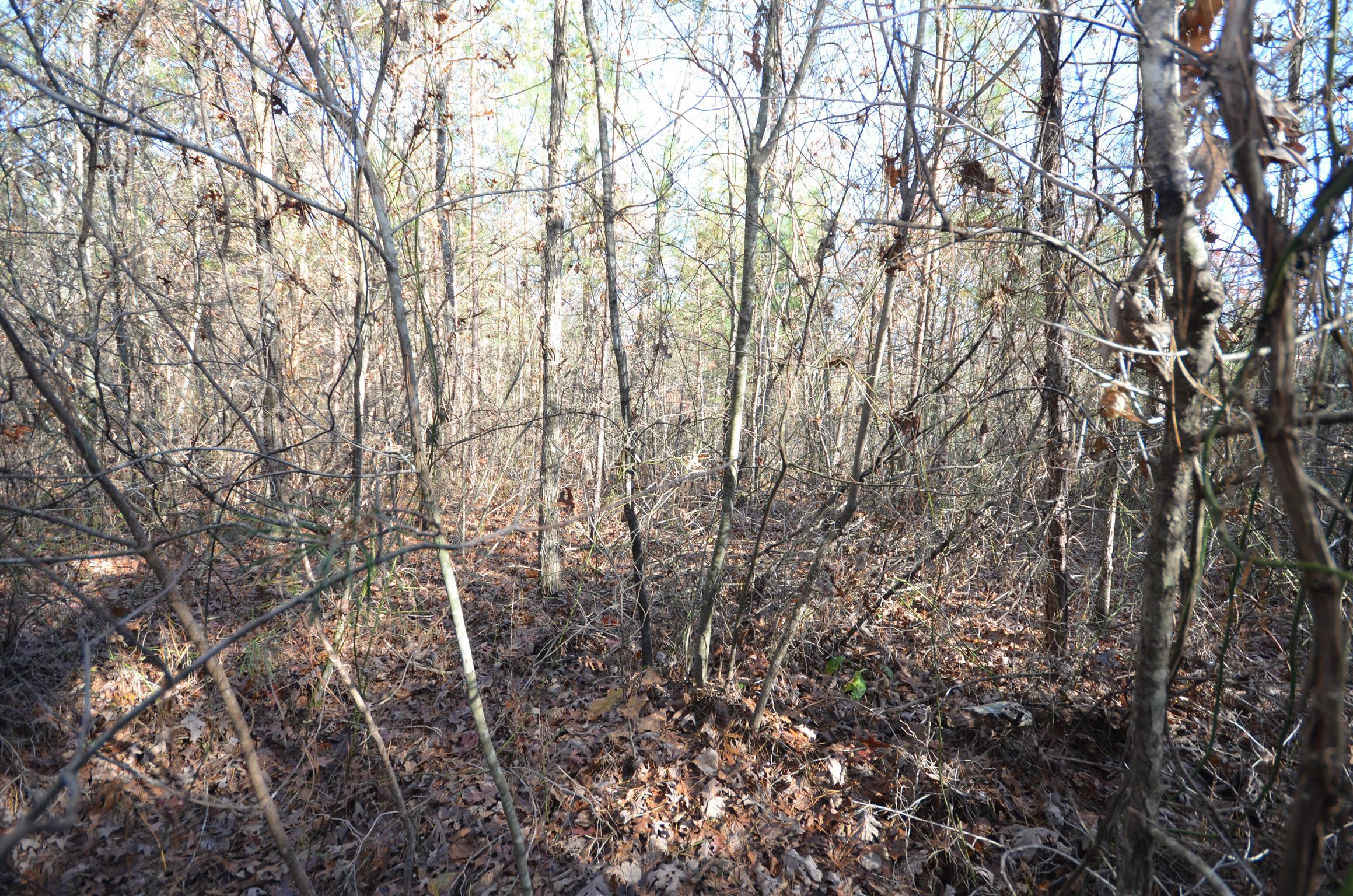 0 Hampton Road Altamont, TN 37301 - Photo 7 of 9 Gallery Image 7