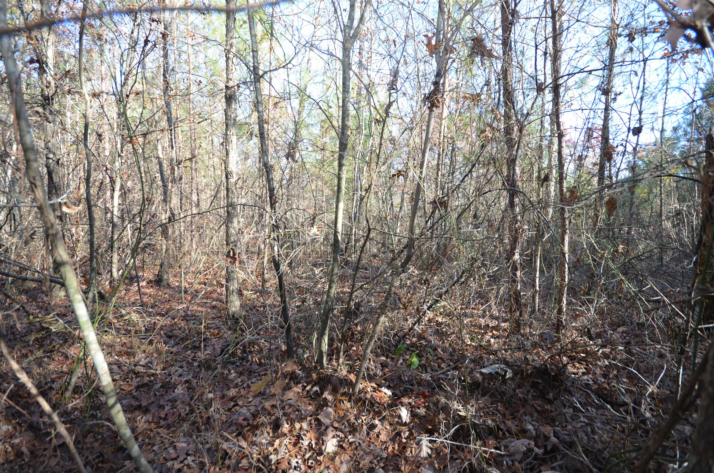 0 Hampton Road Altamont, TN 37301 - Photo 8 of 9 Gallery Image 8