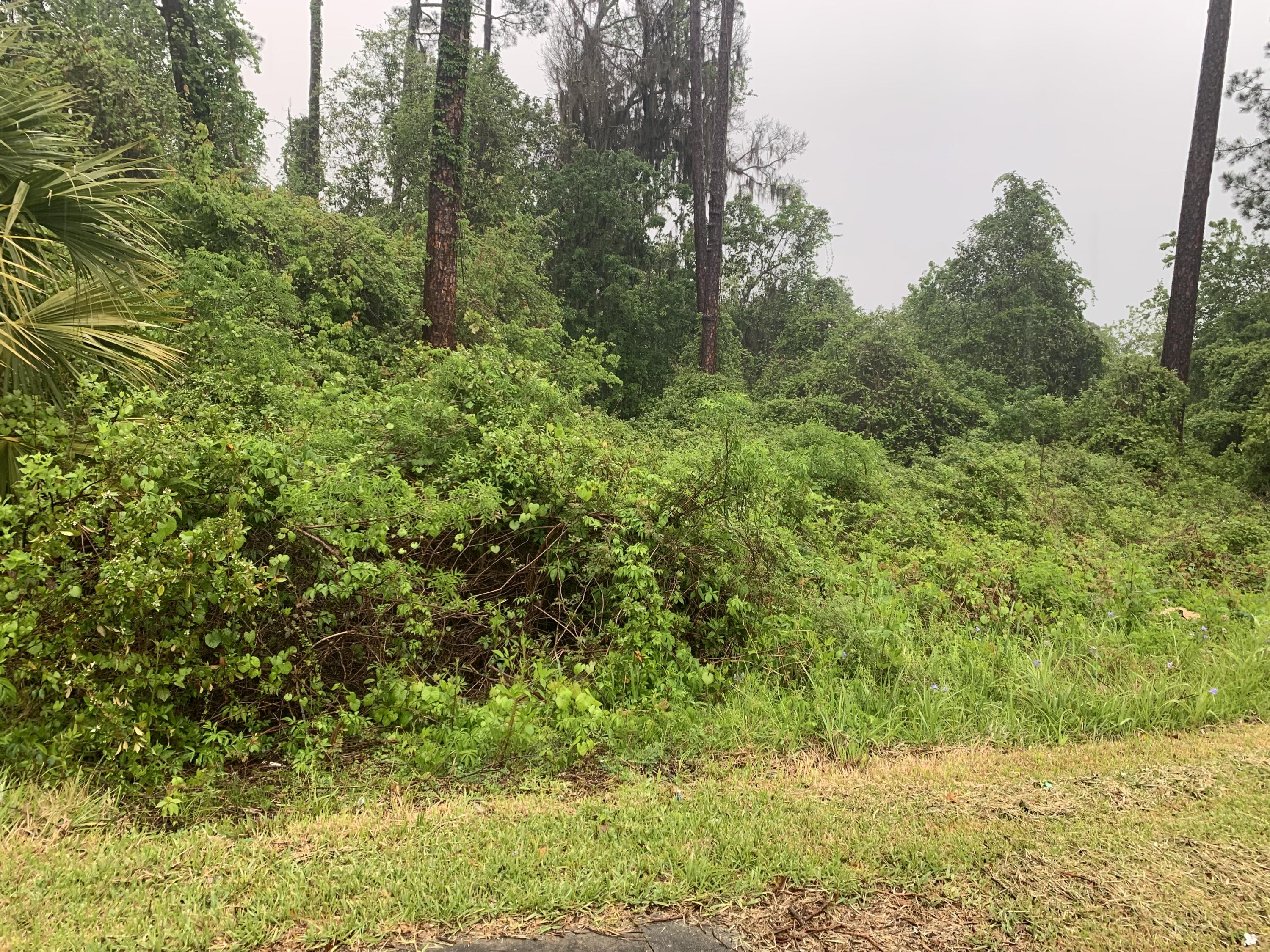 a view of a yard with plants and trees