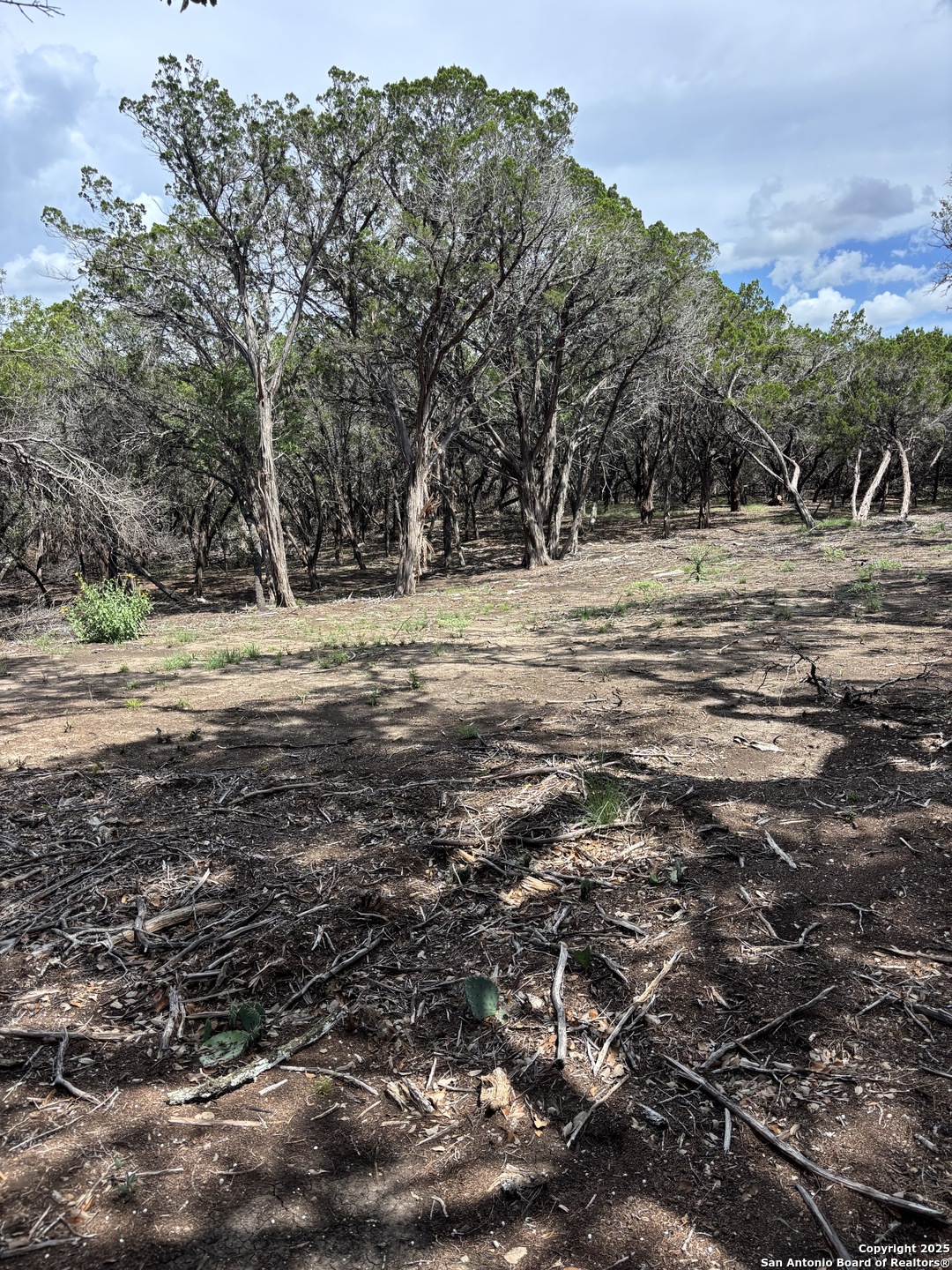446 Waring Welfare Road Boerne, TX 78006 - Photo 5 of 8 a view of a yard with a tree