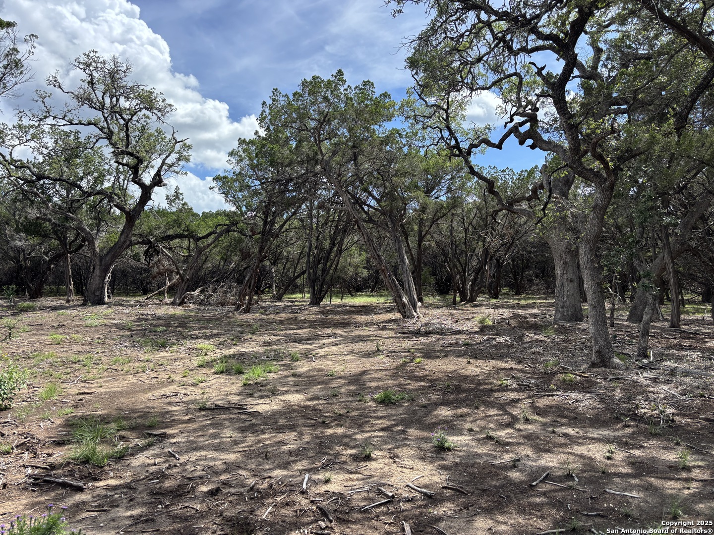 446 Waring Welfare Road Boerne, TX 78006 - Photo 6 of 8 a view of a tree with a yard