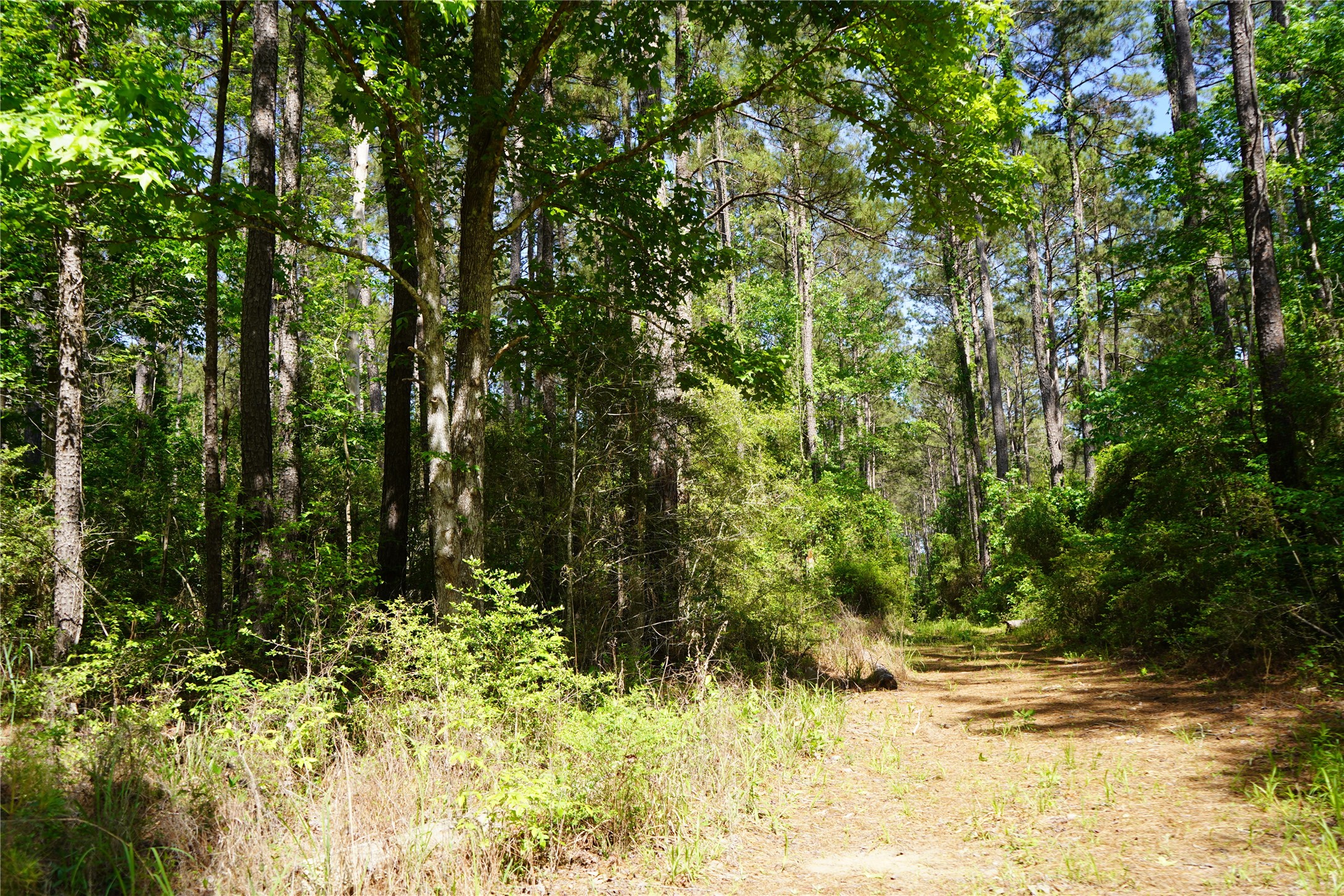 1 East Tbd Schwab Road Livingston, TX 77351 - Photo 4 of 6 Trails