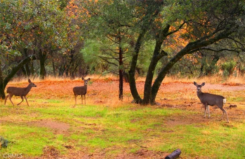 0 Revis Coarsegold, CA 93614 - Photo 3 of 18