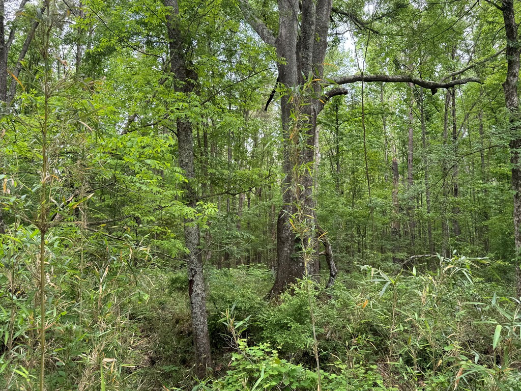 0 Green Gable Road Terry, MS 39170 - Photo 6 of 12 Photo 6