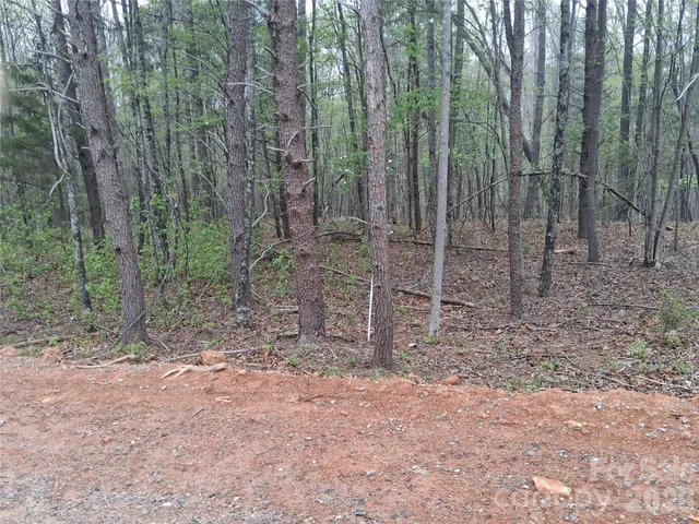 a view of a forest with trees in the background