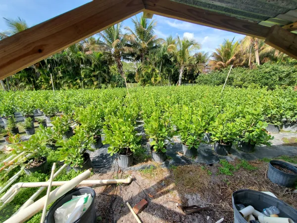 a view of a garden with plants