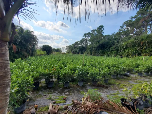 a view of a garden with plants and a bench