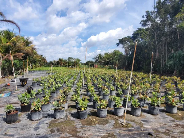 a view of a garden with tall trees