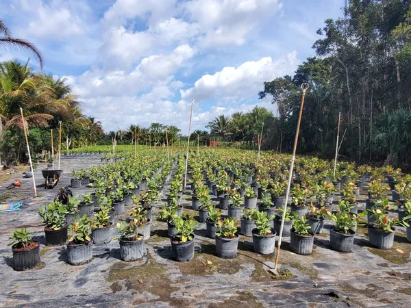 a view of a terrace with a garden