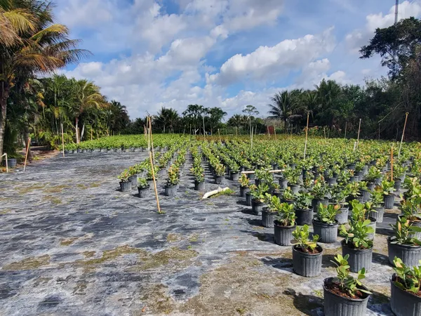 a view of a park with large trees