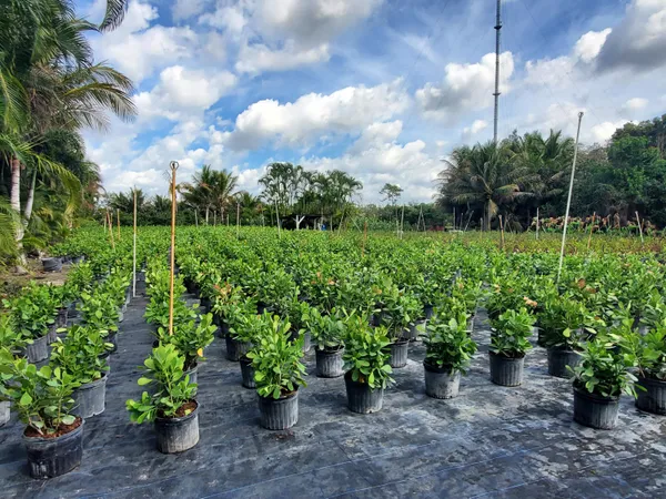a view of a garden with a fountain
