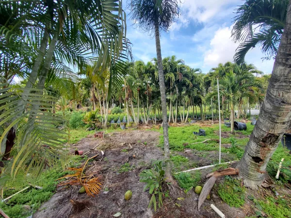 a view of a backyard