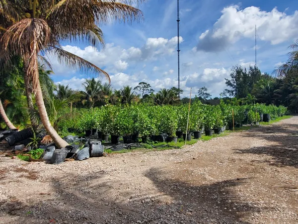 a view of a park that has a tree on it