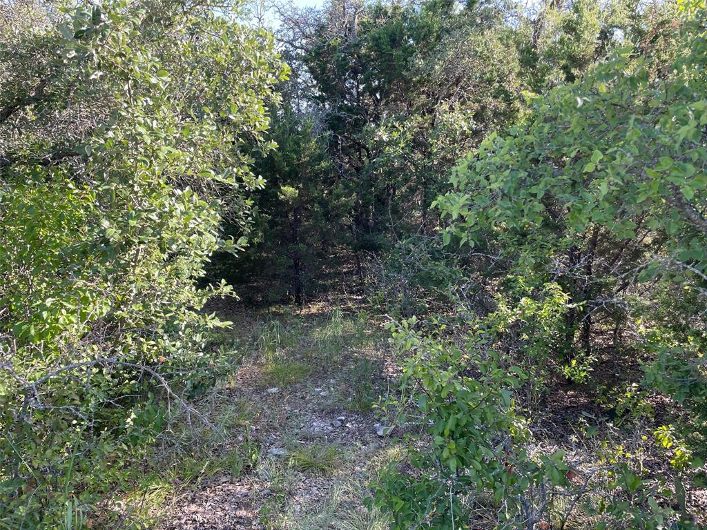 Lot 22 Oakcrest Drive Ranger, TX 76470 - Photo 5 of 9 a view of a lush green forest
